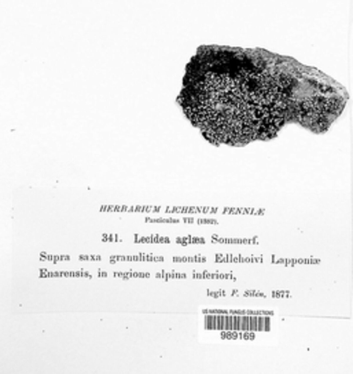 Tephromelataceae image